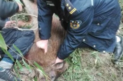 惊心动魄！江苏电视台遭遇野猪突袭，现场情况紧急！