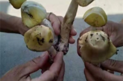 惊险一幕！男子误食超致死量5倍毒蘑菇，紧急救援化险为夷