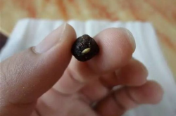 警惕蓝莓肚脐眼的霉菌！小心引发急性肠胃炎