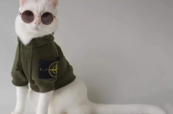 网红猫爷掀起猫步模仿潮，萌宠界的时尚先锋引领潮流新风尚