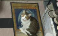小猫悟空离世之谜，多个疑点待解