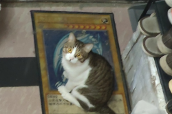 小猫悟空离世之谜，多个疑点待解