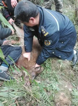 惊心动魄！江苏电视台遭遇野猪突袭，现场情况紧急！