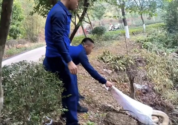 网友担忧失踪男孩遇蟒蛇，当地回应，全力搜救，确保安全
