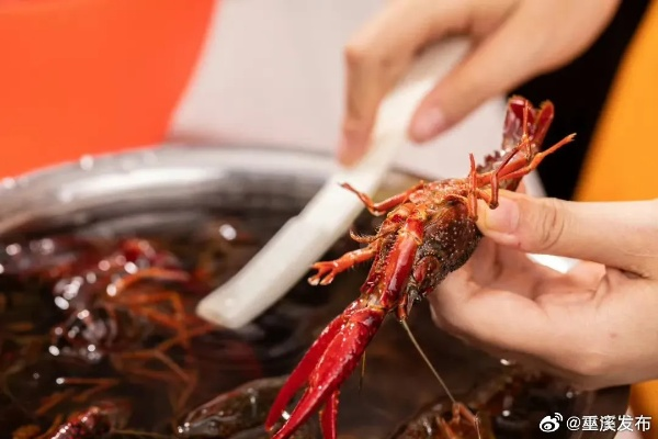 女子大胆尝试生腌小龙虾，吸虾头动作惊呆网友，传统美食新吃法引热议
