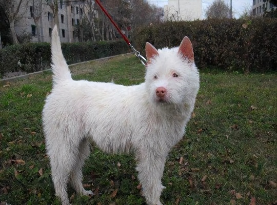 中国下司犬风靡外网，荣膺中国狗王称号，引全球网友热议